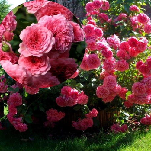 Rosa 'Pink Swany' - Roos 'Pink Swany' C3/3L